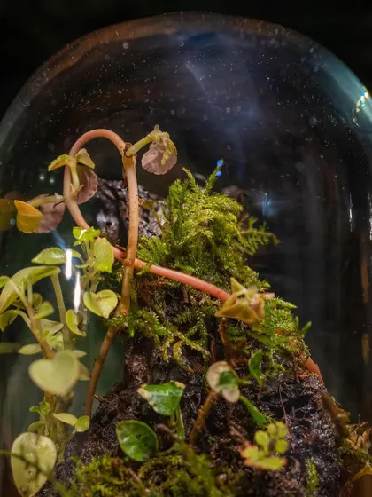 A close-up on the delicate, flowering plant inside the dome. These little surprises are what make watching a terrarium grow so rewarding.