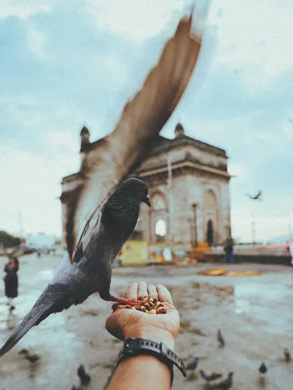 A pigeon eats from my hand right in front of the Gateway of India, a moment of connection with the city's wildlife.