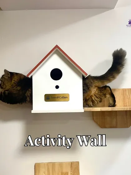 Our custom-built activity wall is a feline paradise. It encourages natural climbing and exploring behaviors, keeping our cat guests physically active and mentally stimulated.