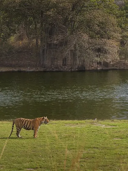 In this wide shot from Ranthambore, the tiger is deliberately placed in the lower third of the frame. This lets the scene breathe, showing the vastness of its habitat by the lake and under the ancient banyan trees. Sometimes, the environment tells half the story.