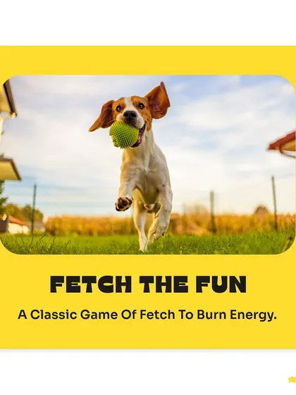 A classic game of fetch is the perfect way for your dog to burn off excess energy. We have a wide selection of balls and throwing toys to make playtime more fun.