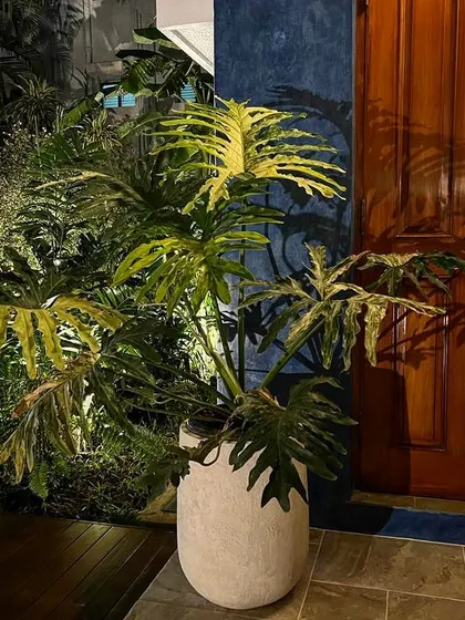 I love the moody, sophisticated vibe in this client's Chennai home. My concrete planter adds a modern, textural element to this outdoor entryway.