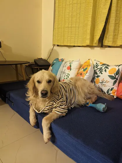 A fund appeal for Buddy's ongoing medications. After his initial rescue and recovery from tick fever, he required heart medication. We are transparent with all costs and rely on our community to help us provide this continuous care.