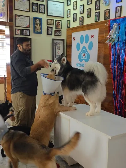 A birthday party is not complete without friends. Here, Sky the Husky joins in to celebrate Jessica's birthday and get a taste of the cake.