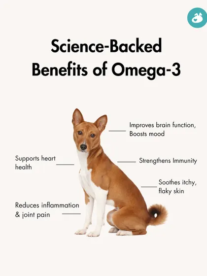 This infographic illustrates the science-backed benefits of Omega-3 for dogs. It supports heart health, reduces inflammation, soothes itchy skin, strengthens immunity, and improves brain function.