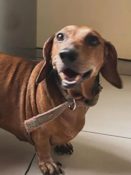 A happy little Dachshund with an excited smile. It's our mission to make every dog feel this joyful during their stay with us.