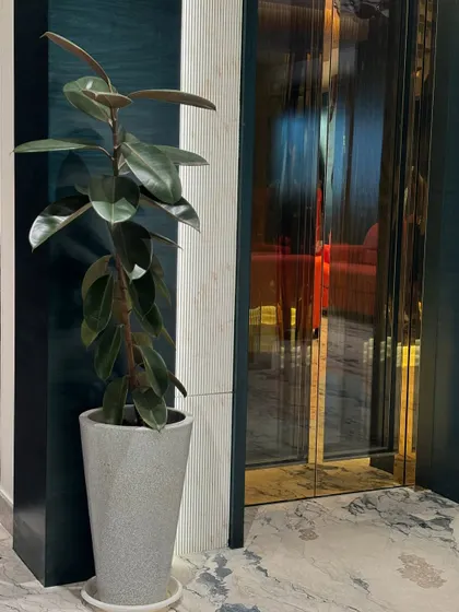 A Rubber Plant in a grey concrete-style pot next to a modern elevator. The plant's dark, glossy leaves provide a beautiful organic contrast to the sleek, metallic surfaces of the building's interior.