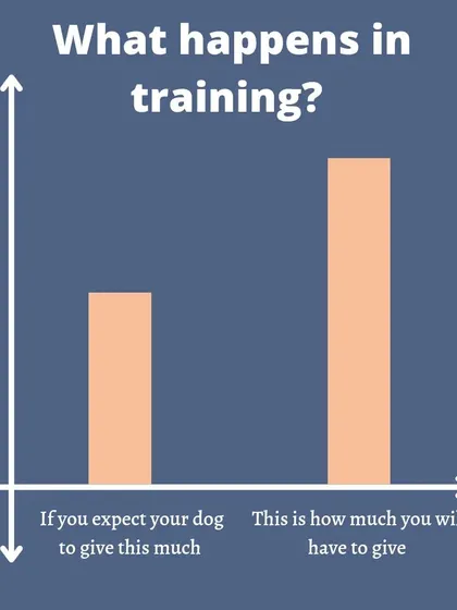 Let's be real about training. It takes work, and YOU will have to put in more effort than your dog! But I promise, when you're the one bringing the energy and consistency, the results are so worth it.