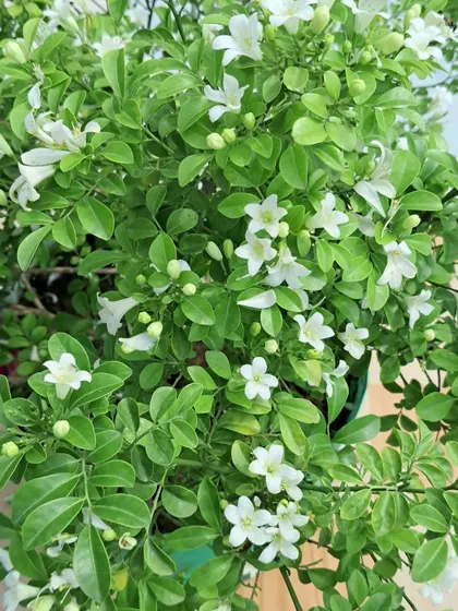 A close-up of my Madhukamini plant.