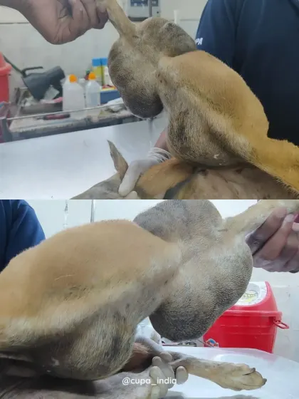 An examination by our vets shows the sheer size of the tumor. Our primary goal was to surgically remove it to give her a chance at a pain-free life.