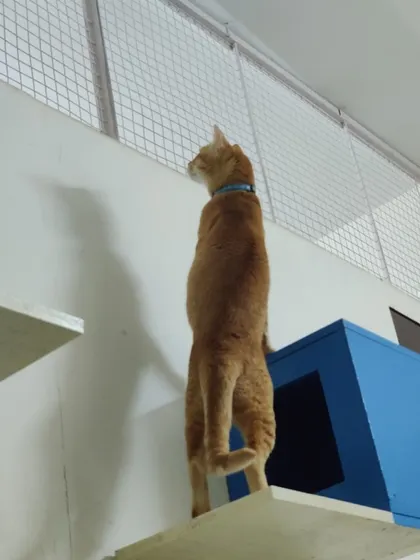 From his perch, Peachu can survey his kingdom. I provide lots of high places for cats to climb, as it makes them feel safe and in control.