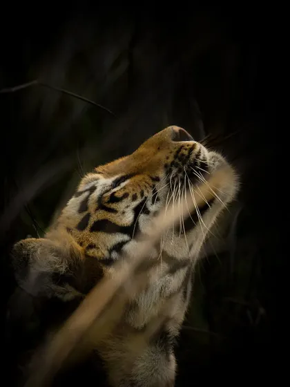 Using the Flehmen response to analyze scents in the air. This tiger lifts its head, curling back its lips to draw scent particles towards the Jacobson's organ. It's a fascinating behavior to witness and photograph.