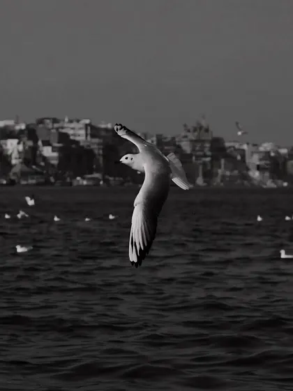 The same scene of a gull in flight, but in black and white. This version feels more solitary and timeless, focusing on the bird's form against the eternal backdrop of the river.