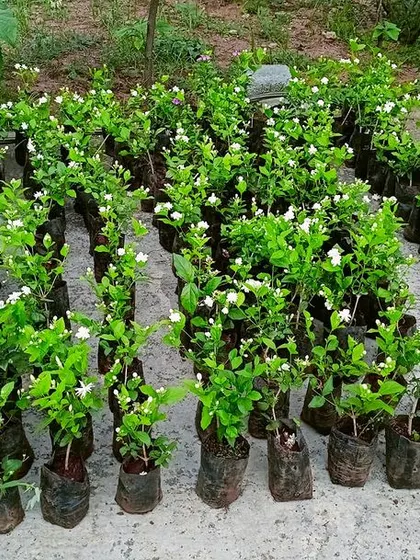 This is a duplicate of image 66. Rows of jasmine saplings, full of fragrant white flowers. These are ready to be planted at a client's location to create a beautiful and aromatic garden space.