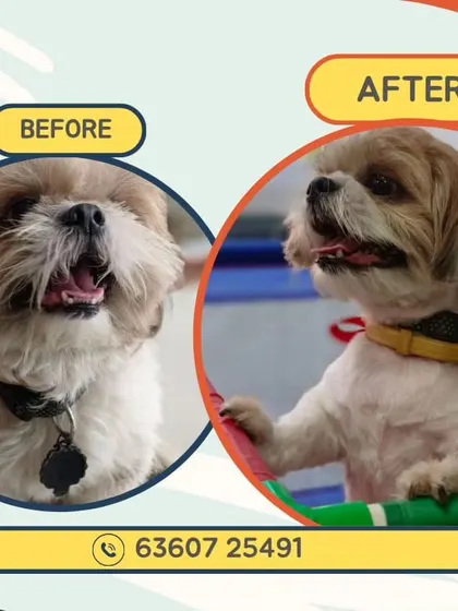 A great example of a summer-ready transformation. This Shih Tzu came in with a full coat and left with a comfortable, stylish haircut perfect for beating the Bangalore heat. This kind of grooming helps prevent matting and keeps them cool.