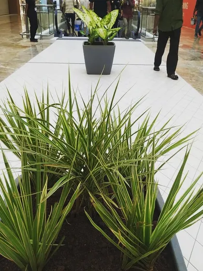 Here, I used long rectangular planters with spiky, architectural plants to line the central walkway. This creates a soft barrier and guides foot traffic while adding a strong visual element to the floor space.