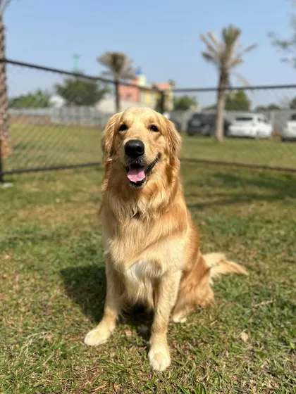 A perfect portrait of a happy golden, showcasing the friendly atmosphere of our camp.