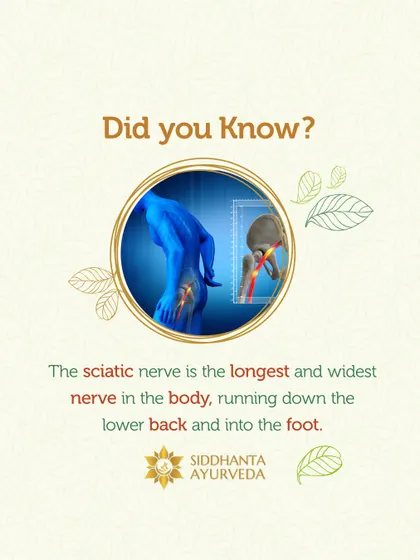 Did you know the sciatic nerve is the longest and widest nerve in the body? This fact highlights why its irritation can cause such widespread pain, which we can address at its root with holistic therapies.