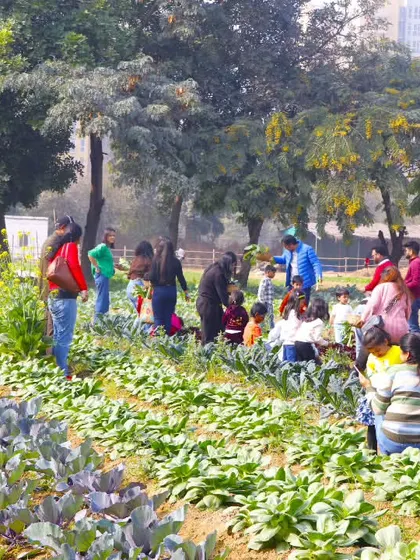 A wide shot of families enjoying the vegetable picking activity during our Christmas event. Even during festivals, the core farm experience is a highlight.