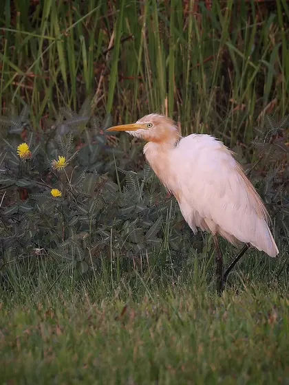 A Cattle Egret walking through the grass in Singapore. During the breeding season, they develop buff-orange plumes on their head, chest, and back.