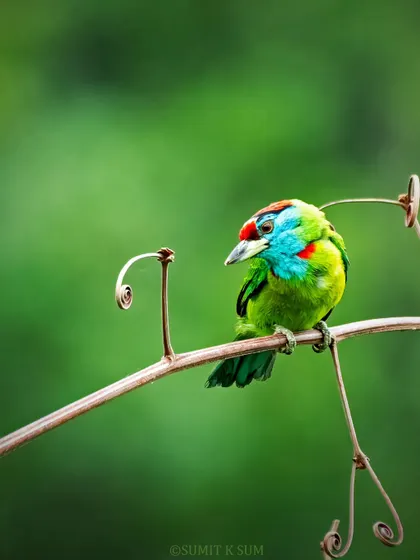 The vibrant colors of this Blue-throated Barbet, shot in the wild in Dehradun, show how beautiful nature can be. I found it perched on this wonderfully artistic vine, a reminder that a great photograph is as much about the environment as the bird itself.