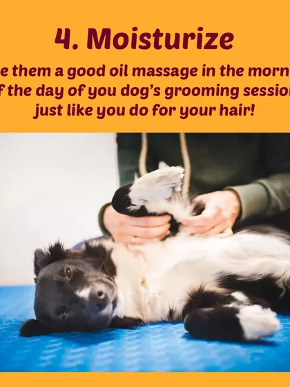 Tip 4: Moisturize. Just like for your own hair, a good oil massage before a bath helps keep your dog's skin and coat healthy.
