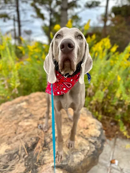 Mr. Jax, looking sharp in his bandana. After working through his possessive behaviors, he's doing great and is a much more obedient companion.
