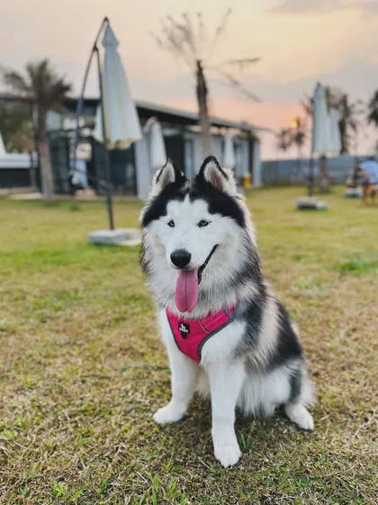 A stunning husky posing for the camera. Our camp provides a beautiful backdrop for memorable pet portraits.