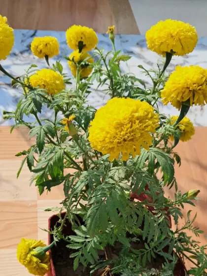 A small marigold plant in a pot, showing that you can start small.