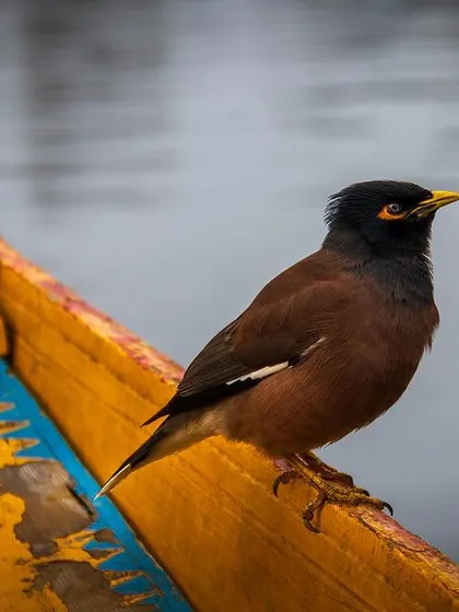 A Common Myna rests on the edge of a colorful shikara in Kashmir. The bird's curious gaze made me think about the idea of home and belonging, a theme I often explore in my work.