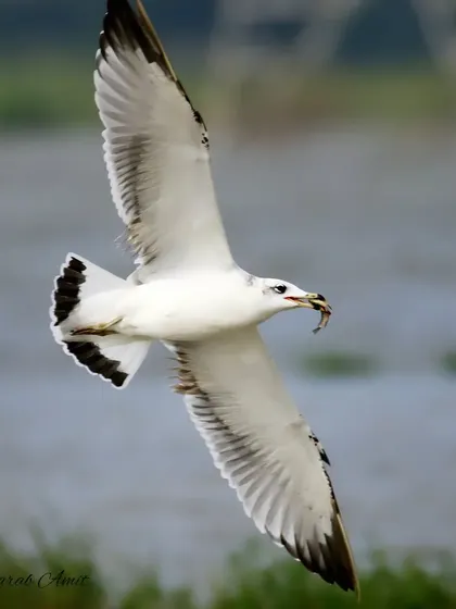 A Pallas's Gull, or Great Black-headed Gull, soars with its catch. These large gulls are opportunistic feeders, often preying on fish and even the chicks of other birds. Capturing them in flight with a meal is a rewarding challenge.