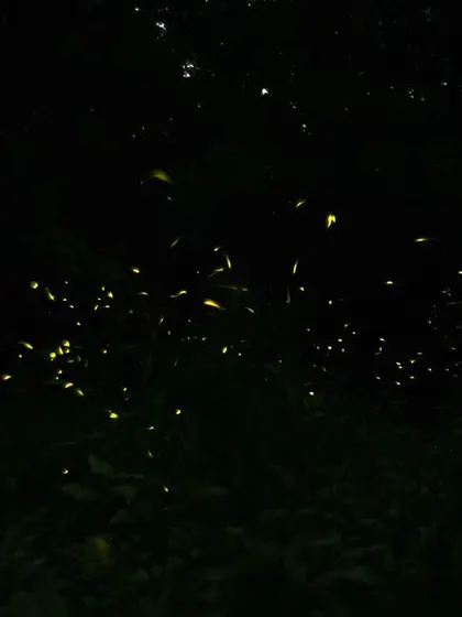 A swarm of fireflies lighting up the forest. Light pollution is a major threat to these bioluminescent insects in Gurgaon.