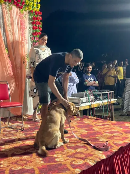 A handsome Labrador receiving a check-up on stage. Our event hosting experience includes managing various segments, from talent shows to health checks, depending on your needs.