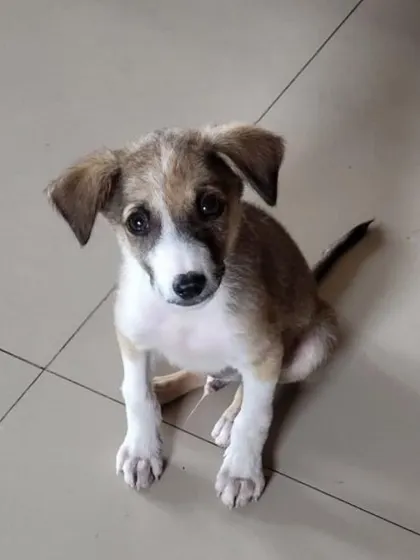 Look at that head tilt. Mr. Peanut is a curious and adorable 2.5 month old puppy ready to be adopted into a loving family.