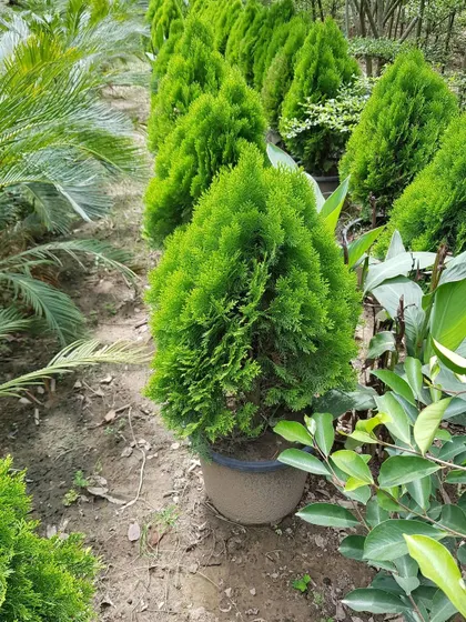 A single, perfectly conical Morpankhi (Thuja) plant, a popular choice for ornamental planting and creating elegant, low-maintenance hedges.