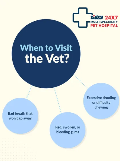It's important to know when a dental issue requires professional help. Bad breath that won't go away, red or swollen gums, and difficulty chewing are all signs that it's time to visit the vet for a dental checkup.