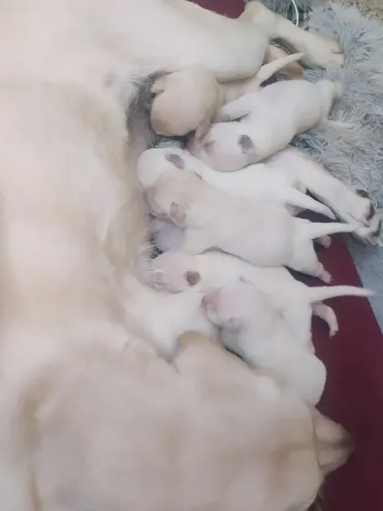 I had the incredible opportunity to help deliver and raise a litter of newborn puppies from a rescued mama dog. Observing a mother dog is the best education a trainer can get on canine behavior and instincts.