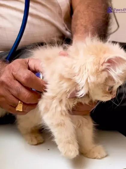 We handle our smallest patients with the utmost care. A veterinarian uses a stethoscope to listen to a tiny kitten's heart during a wellness checkup. These early life examinations are essential for monitoring growth and catching any potential issues from the start.