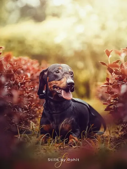 A different kind of pet portrait. I love experimenting with creative compositions, like this shot of a Dachshund framed by beautiful red foliage in the studio, to create something truly unique.