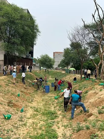 A wide view of the Estee Advisors plantation drive, showing the scale of the effort to re-green the banks of Aravali Creek.