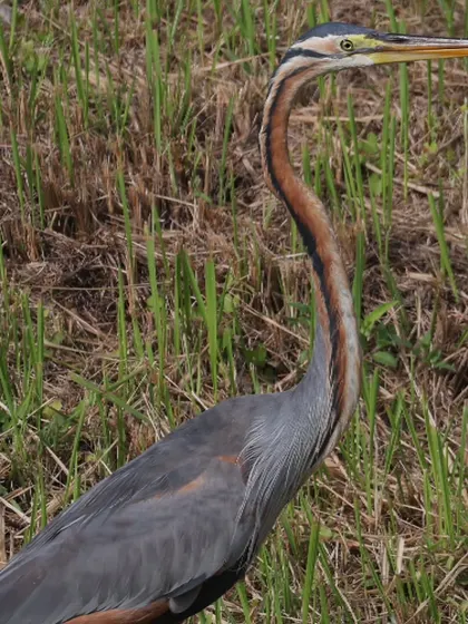 The Purple Heron, often called the "Snake Bird" by local birders for its long, serpentine neck and intense eyes. It's a common resident in Singapore, and its population has grown significantly in recent years.