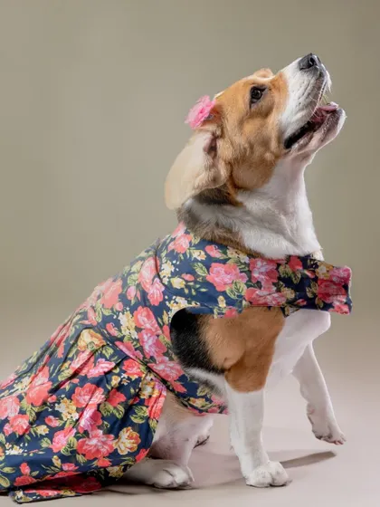 This beagle is a little fashionista, posing beautifully in her floral dress and matching hair bow.