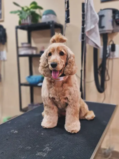 Another shot of Coco the Cockapoo, this time with a cute topknot. This is a great way to keep hair out of their eyes while adding a touch of style.