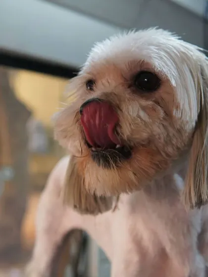 That post-grooming glow. Blush is feeling herself after her spa day, looking clean, confident, and absolutely adorable.