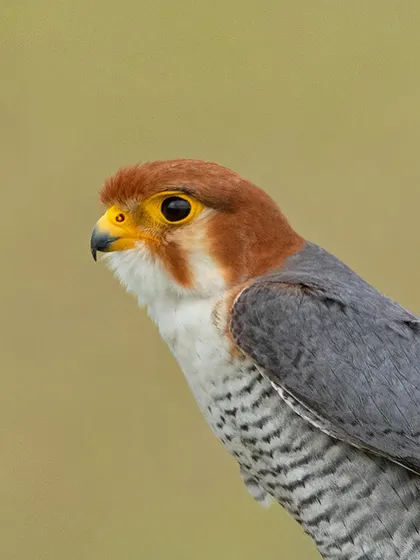 A close-up portrait of the Red-necked Falcon, highlighting its sharp beak and intense eye.