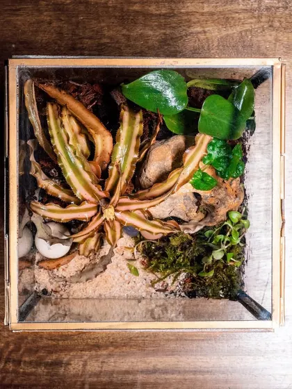 A top-down view of a square glass terrarium, showcasing a desert-like landscape with a striking Cryptanthus plant. The composition uses sand, moss, and rocks to create a unique and low-maintenance piece.