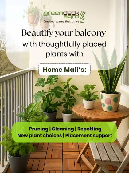 We can beautify your balcony with a range of services. Our Home Malis handle pruning, cleaning, repotting, and can even provide support with new plant choices and placement.