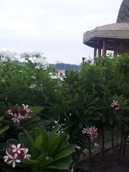 A view of a tropical-themed garden I designed, featuring abundant Plumeria flowers. The thatched-roof gazebo in the background completes this serene, resort-style retreat.