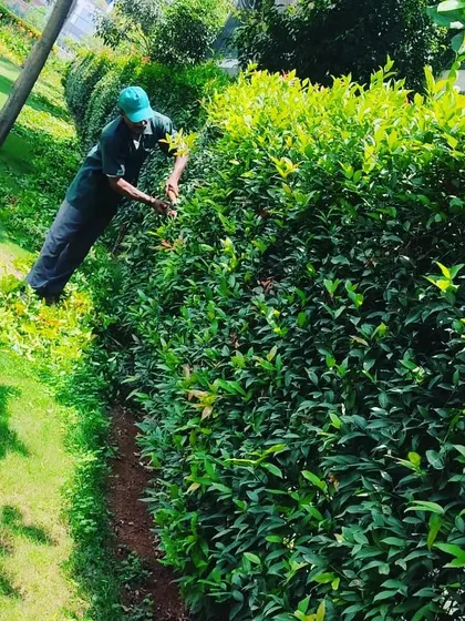 A member of our team carefully trimming a large hedge. Precise and regular pruning is essential for keeping hedges dense, healthy, and shaped correctly along garden paths and borders.