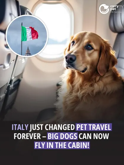 Great news for pet travelers. Italy has changed its rules to allow big dogs to fly in the cabin. This sets a new global standard, recognizing pets as true family members.